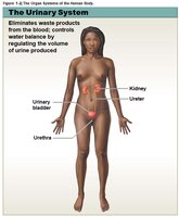 Urinary system