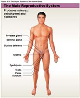 Male reproductive system