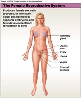 Female reproductive system