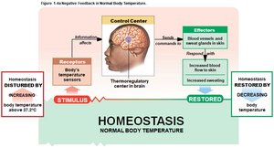 Negative feedback: body temperature regulation (high)