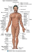 Anatomical landmarks (anterior view)