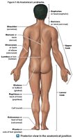 Anatomical landmarks (posterior view)