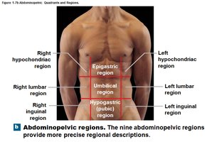Abdominopelvic regions