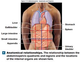 Anatomical relationships of quadrants and regions
