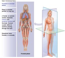 Frontal (coronal) plane