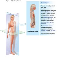 Sagittal plane