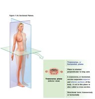 Transverse plane