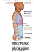 Body cavities of the trunk