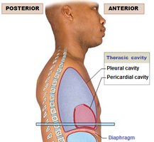 Thoracic cavity and its subdivisions