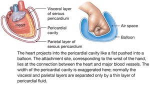 Pericardial cavity and serous membranes