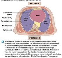Pleural cavities and serous membranes