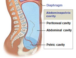 Abdominopelvic cavity and its subdivisions