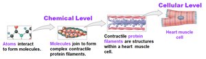 Levels of organization: chemical, cellular, tissue, organ, organ system, organism