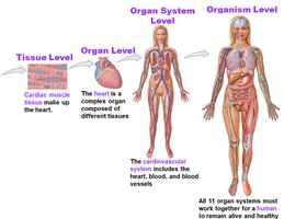 Levels of organization: tissue, organ, organ system, organism