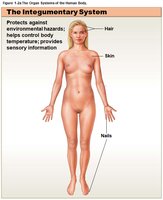 Integumentary system