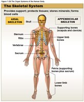Skeletal system