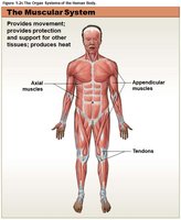 Muscular system
