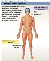 Nervous system