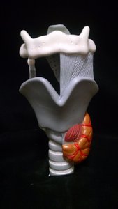 Tracheal cartilages and related features