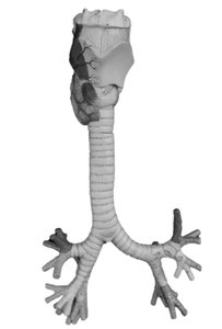 Trachea and bronchi