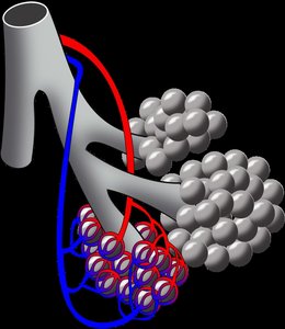Bronchiole, arteriole, and alveoli