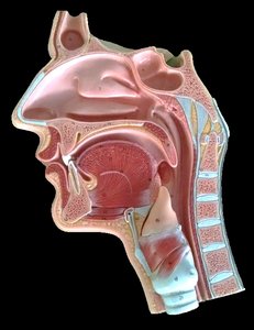 Nasal cavity conchae and meatuses