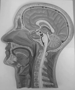 Pharynx and larynx regions