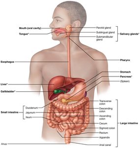 Alimentary canal and related accessory digestive organs
