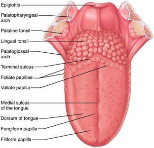 Dorsal surface of the tongue, and the tonsils