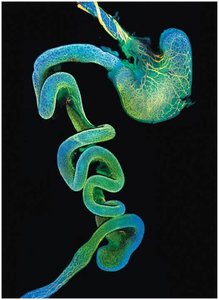 The enteric nervous system
