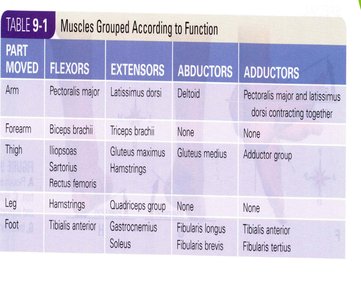 Anatomy & Physiology Muscular System Study Guide | Notes