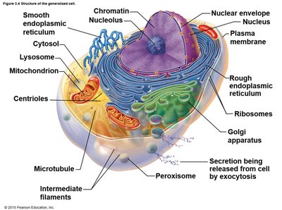 Labeled diagram of a generalized animal cell with organelles