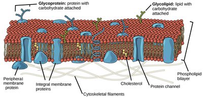 Fluid mosaic model of the plasma membrane with proteins and lipids