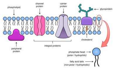 Diagram of membrane proteins and their functions