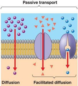 Active transport using ATP and carrier proteins