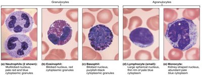Granulocyte and agranulocyte morphology