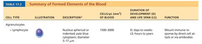 Leukocyte formation pathway