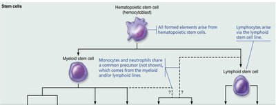Endothelial cells and platelet adhesion