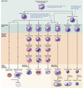 Hemostasis phases diagram