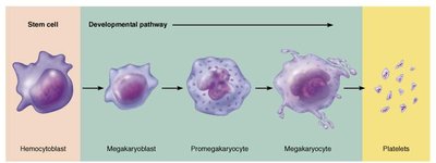 Coagulation pathway flowchart