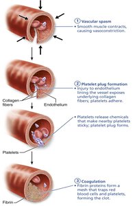 Blood clotting factors table