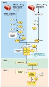 Coagulation pathway flowchart