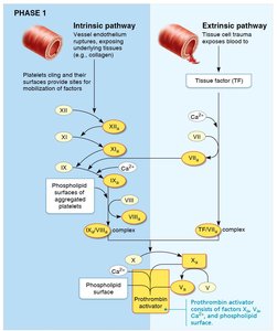 ABO blood group table