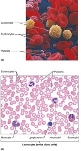 Blood cell types in blood smear