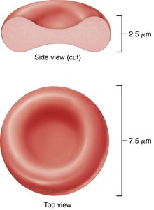Erythrocyte shape and dimensions