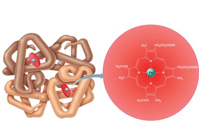 Hemoglobin structure and heme group