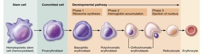 Erythropoiesis developmental pathway