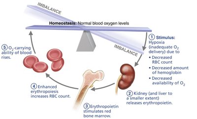 Erythropoiesis hormonal regulation