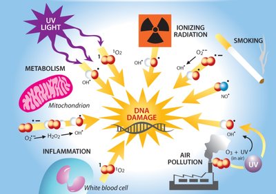Sources and effects of free radicals