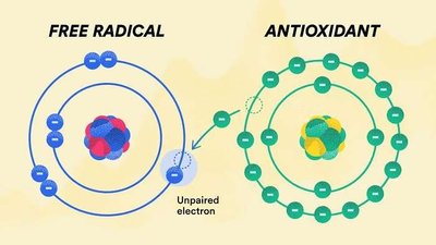 Antioxidant neutralizing a free radical